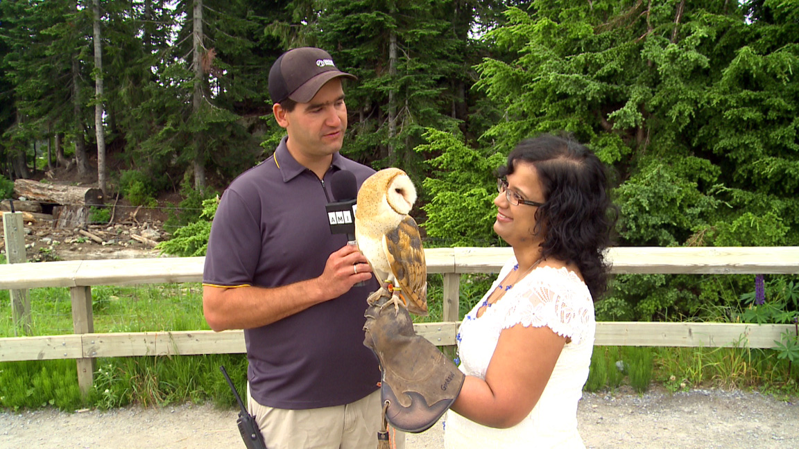 Kristy with Tito, the Grouse Mountain barn owl